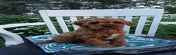 Cavapoo dogs for sale: Jerry - Ad 3