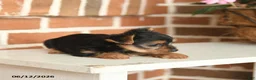 Yorkshire Terrier dogs for sale: Beauty - Ad 2