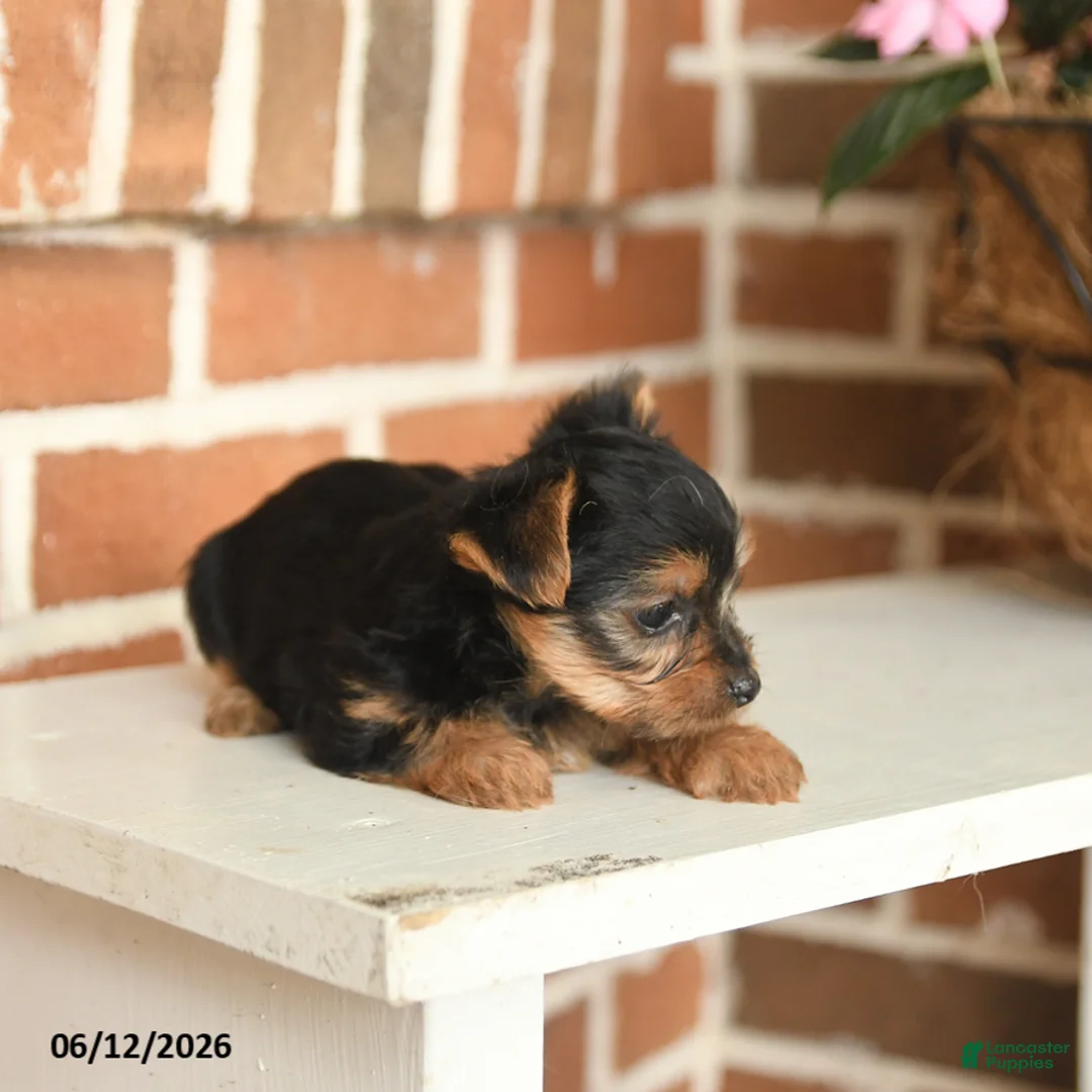 Yorkshire Terrier dogs for sale: Beauty - Ad 2