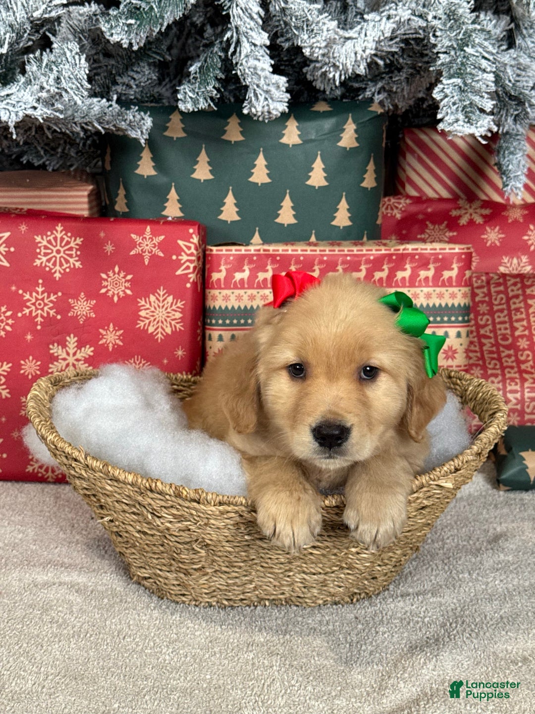Golden Retriever dogs for sale: Flurry - Ad 2