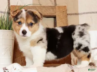 Welsh Corgi Pembroke dogs Chloe - Ad 19