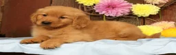 Golden Retriever dogs for sale: Harold - Ad 7