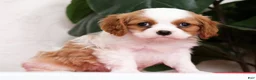 Cavalier King Charles Spaniel dogs for sale: Connor - Ad 5