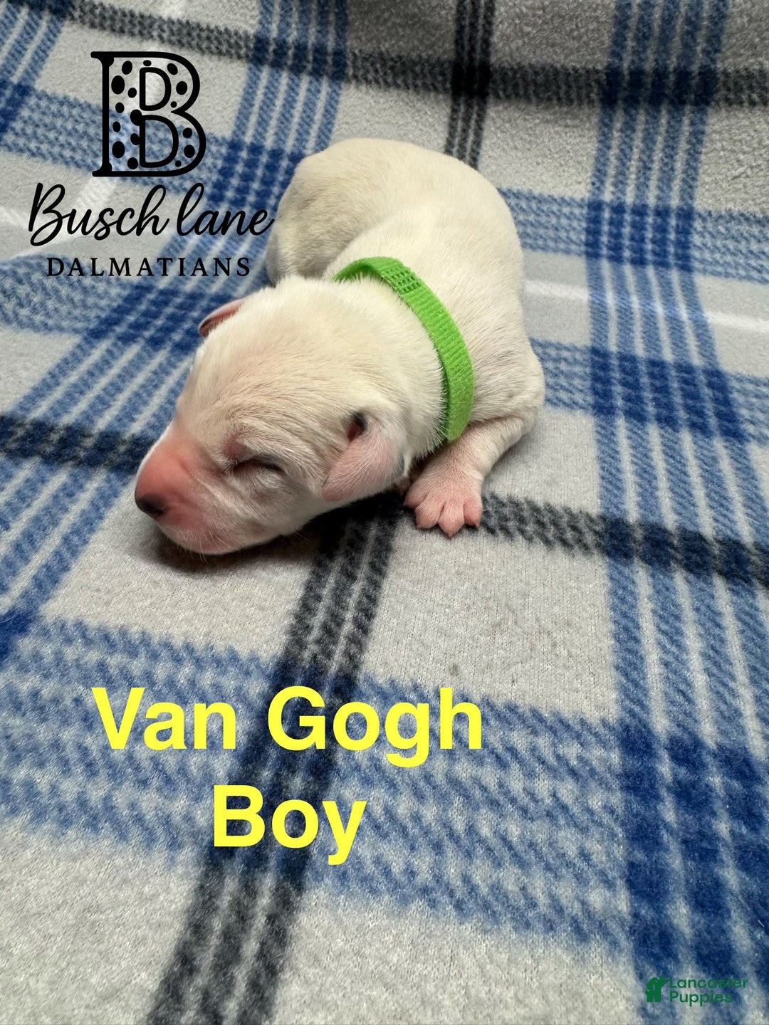 Dalmatian dogs for sale: Van Gough - Ad 2