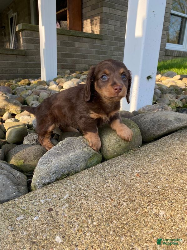 Miniature Dachshund dogs Rosie - Ad 2