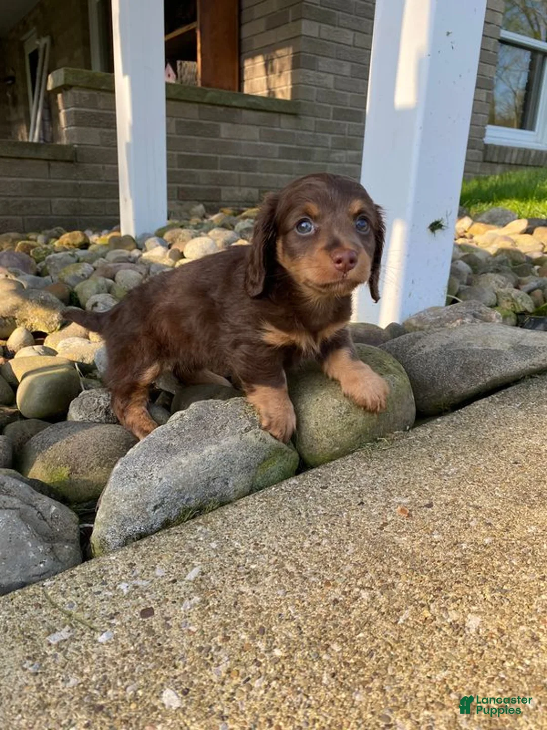 Miniature Dachshund dogs for sale: Rosie - Ad 2
