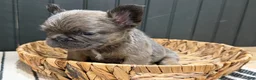 French Bulldog dogs for sale: Blueberry - Ad 13