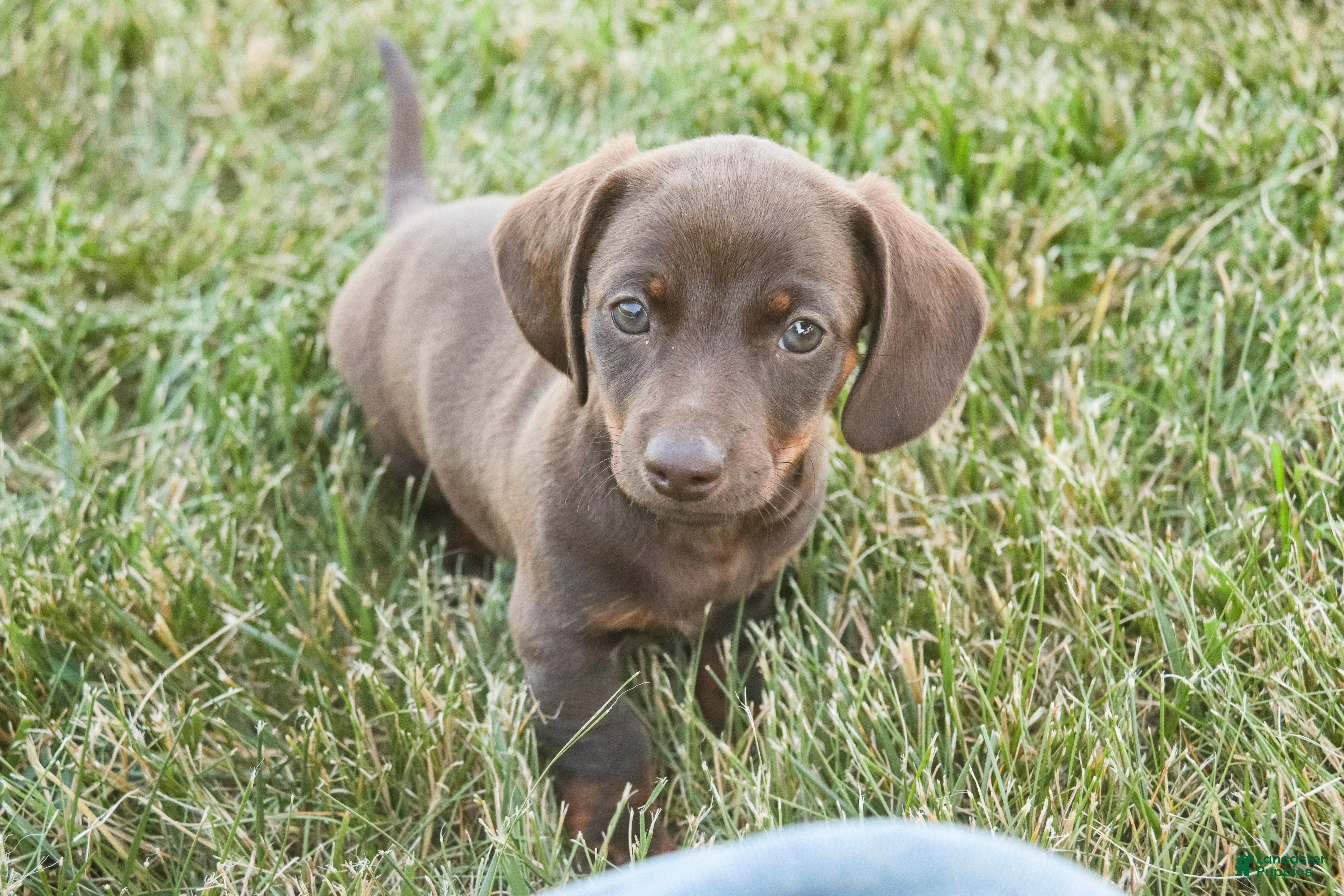 Dachshund dogs Americano - Ad 2