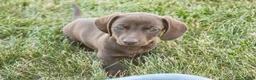 Dachshund dogs for sale: Americano - Ad 8