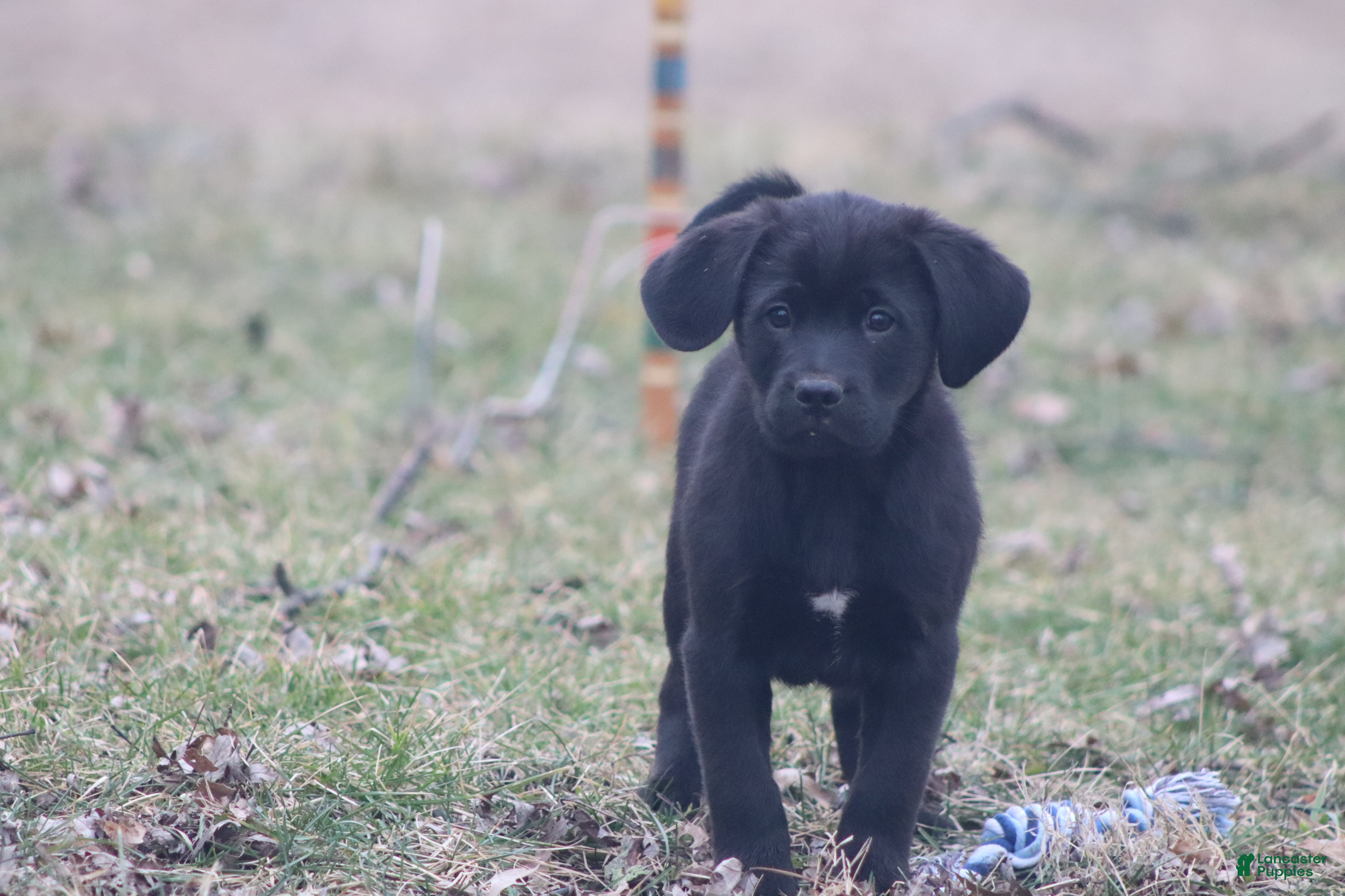 Mixed Breed dogs Marshall - Ad 1