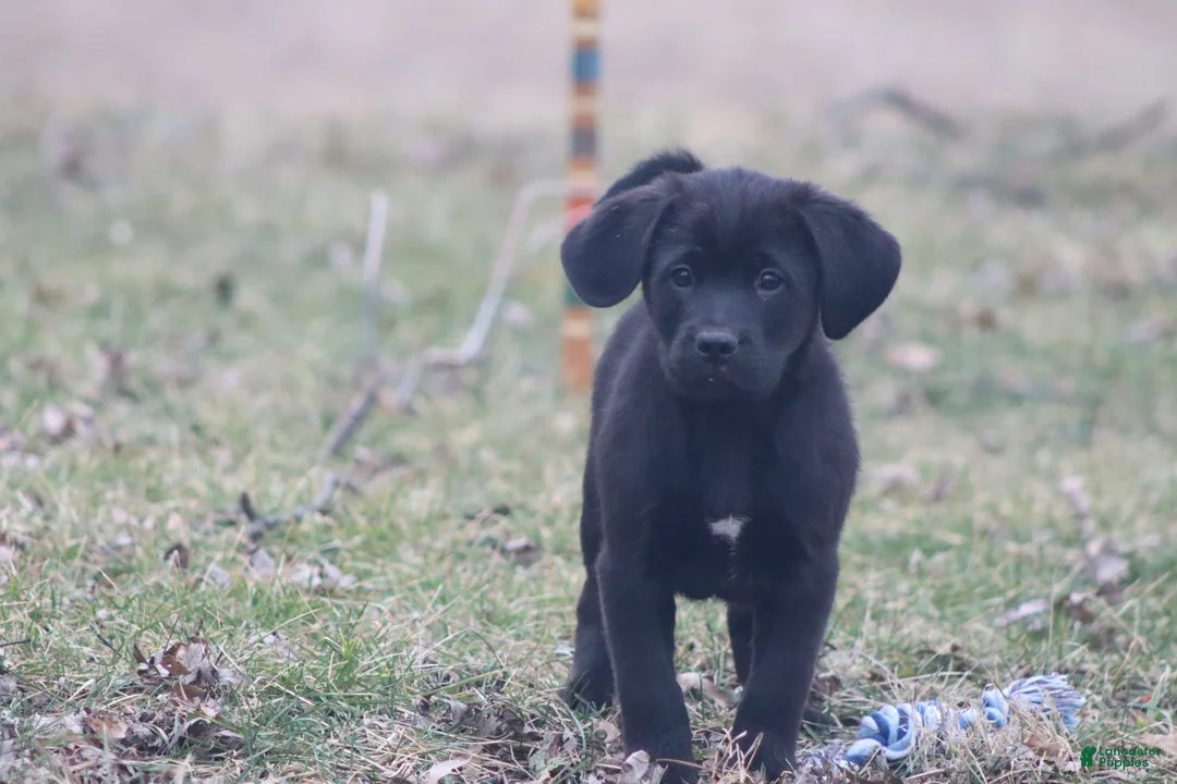 Mixed Breed dogs for sale: Marshall - Ad 1