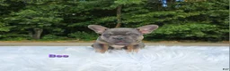 Frenchton dogs for sale: Bee - Ad 4