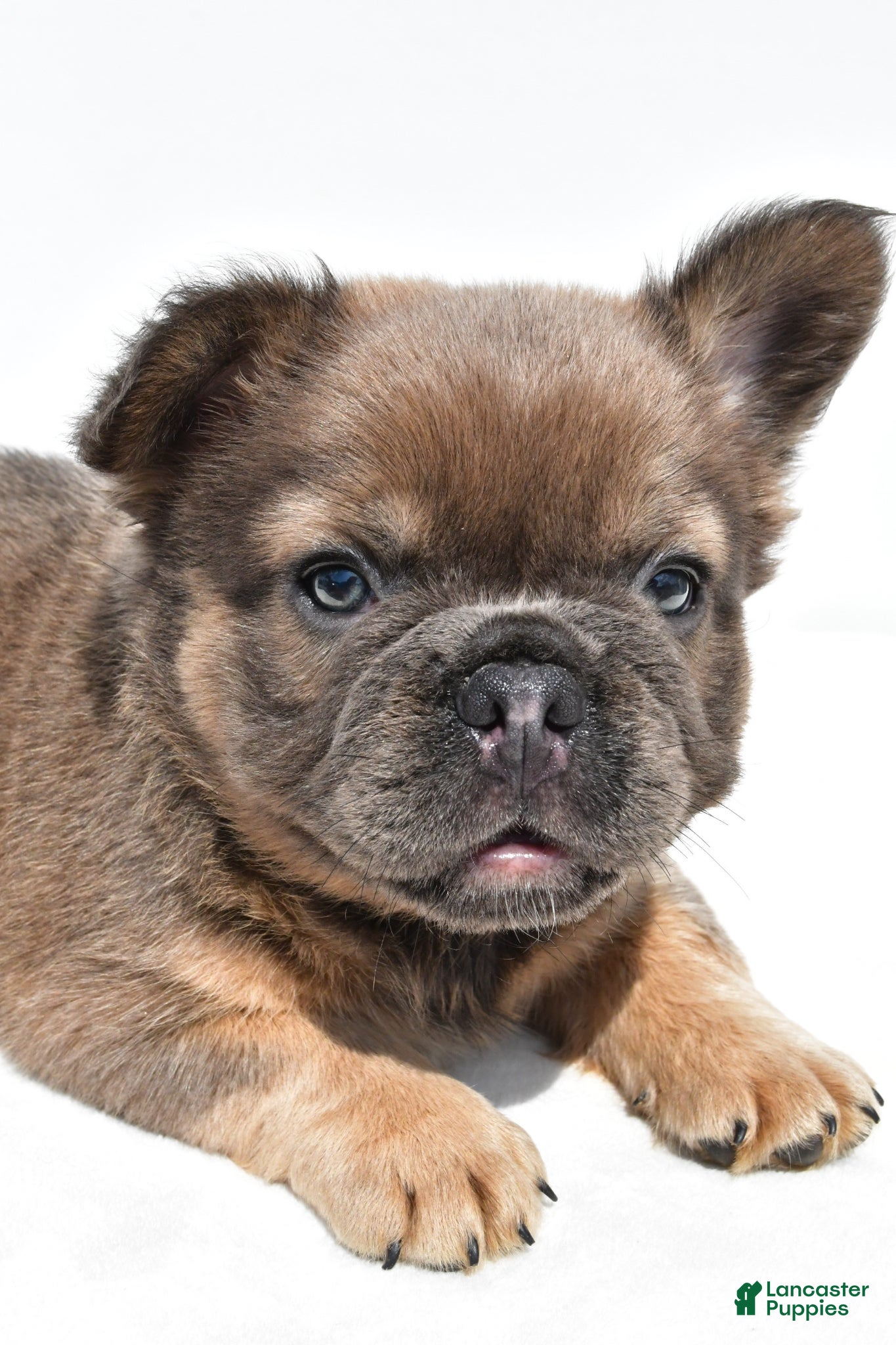French Bulldog dogs Zack - Ad 2