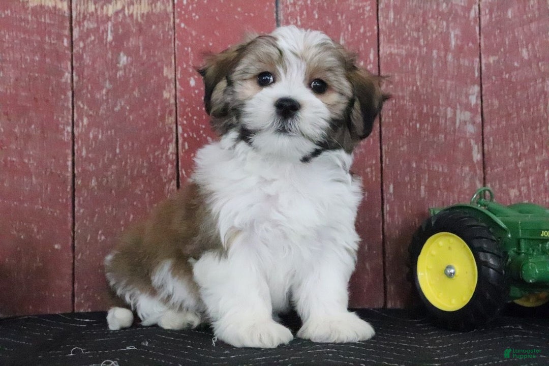 Teddy Bear dogs for sale: Lavern - Ad 2