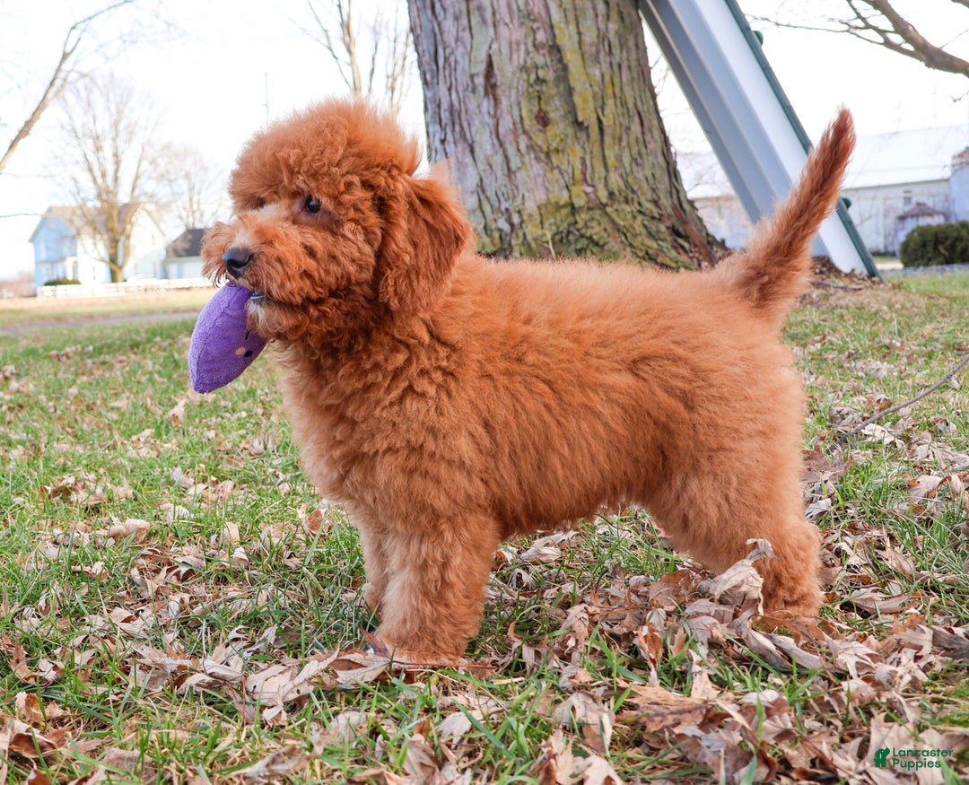 Mini Goldendoodle dogs for sale: Victoria  - Ad 3