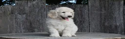 Standard Poodle dogs for sale: River AKC Standard Poodle  - Ad 4