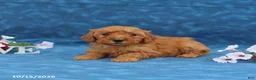 Mini Goldendoodle dogs for sale: Pepsi - Ad 5