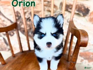 Pomsky dogs Orion - Ad 10