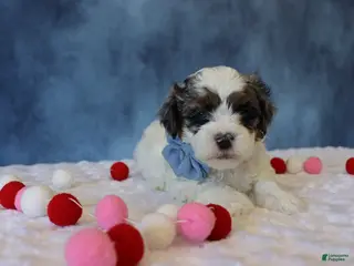 Shihpoo dogs Parker - Ad 28