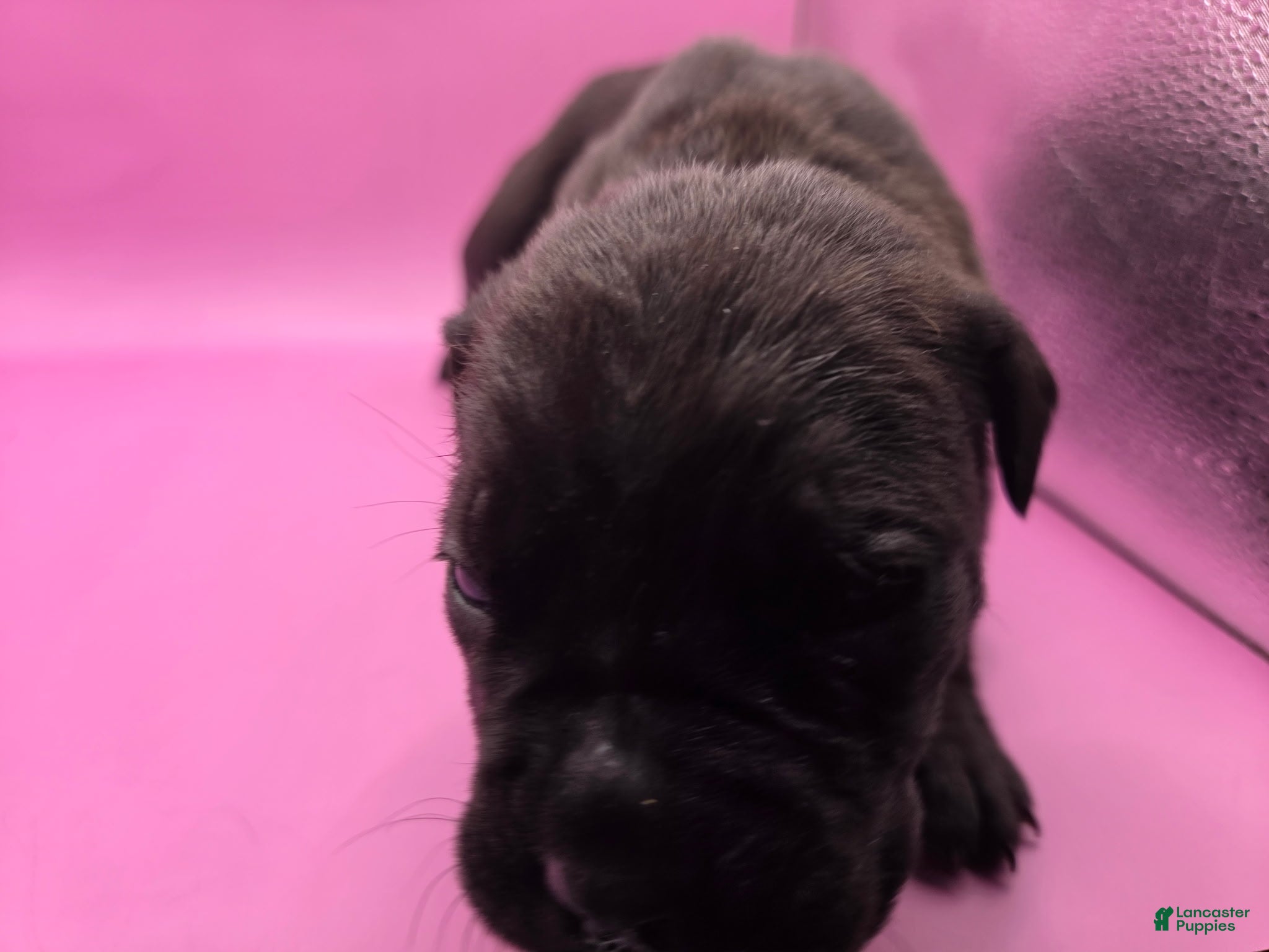 Mixed Breed dogs Pink - Ad 19