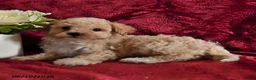 Maltipoo dogs for sale: Sandra - Ad 3