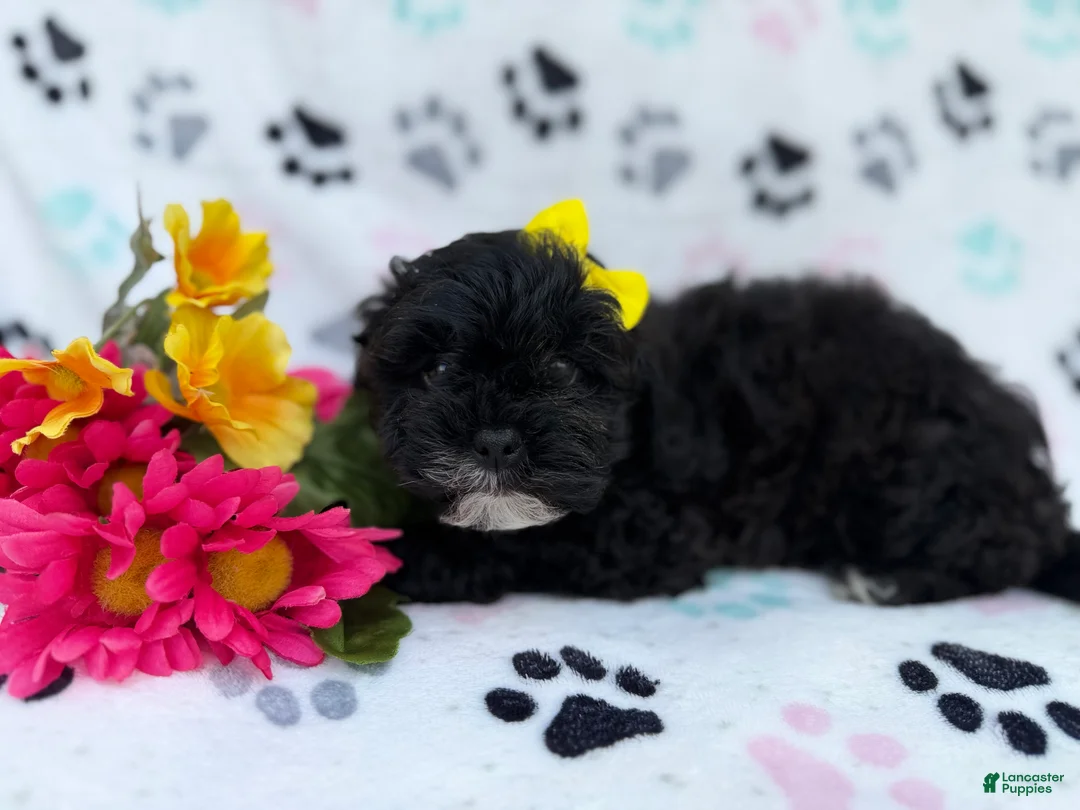 Shihpoo dogs for sale: Nelly - Ad 8