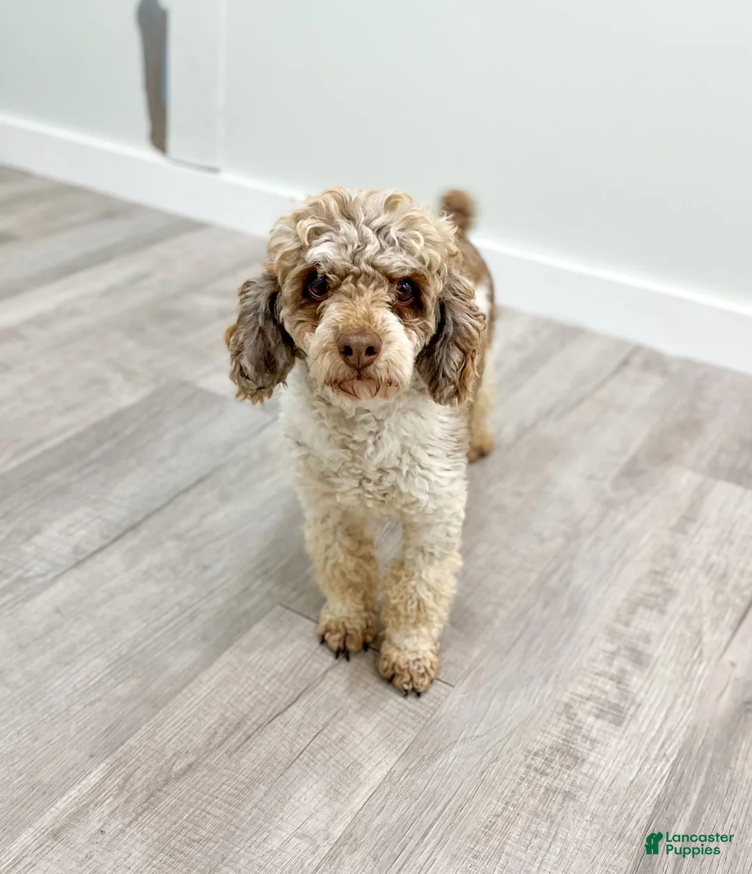 Miniature Poodle dogs for sale: Marla - Ad 7