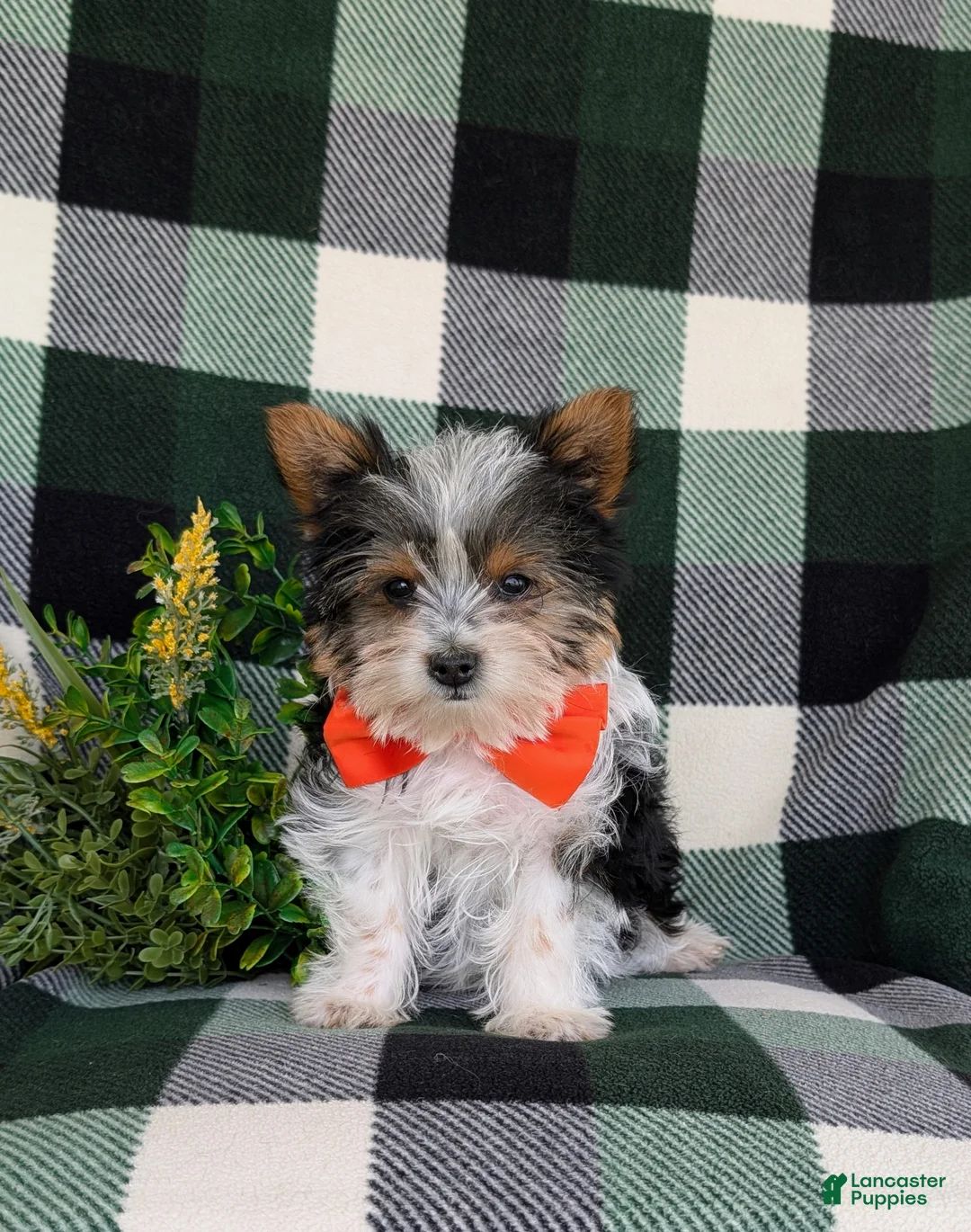 Yorkshire Terrier dogs for sale: Jax 4.5 lbs Full Grown - Ad 2