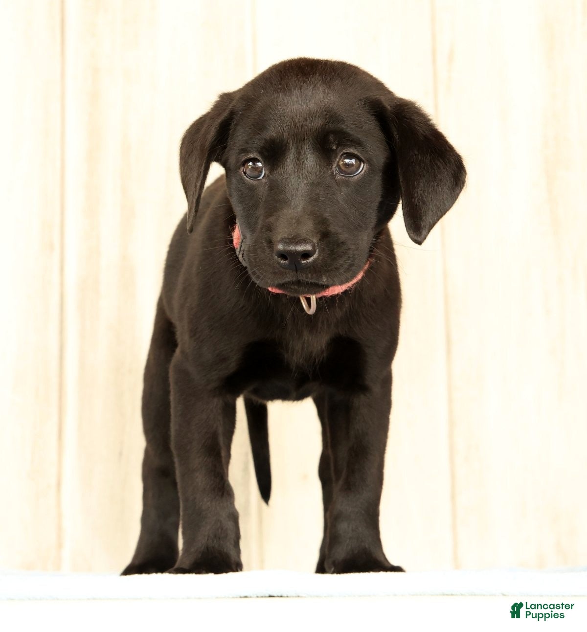 Labrador Retriever dogs Brooke - Ad 1