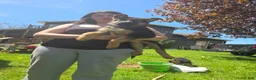 German Shepherd dogs for sale: German Shepherd Puppy 1 - Ad 3