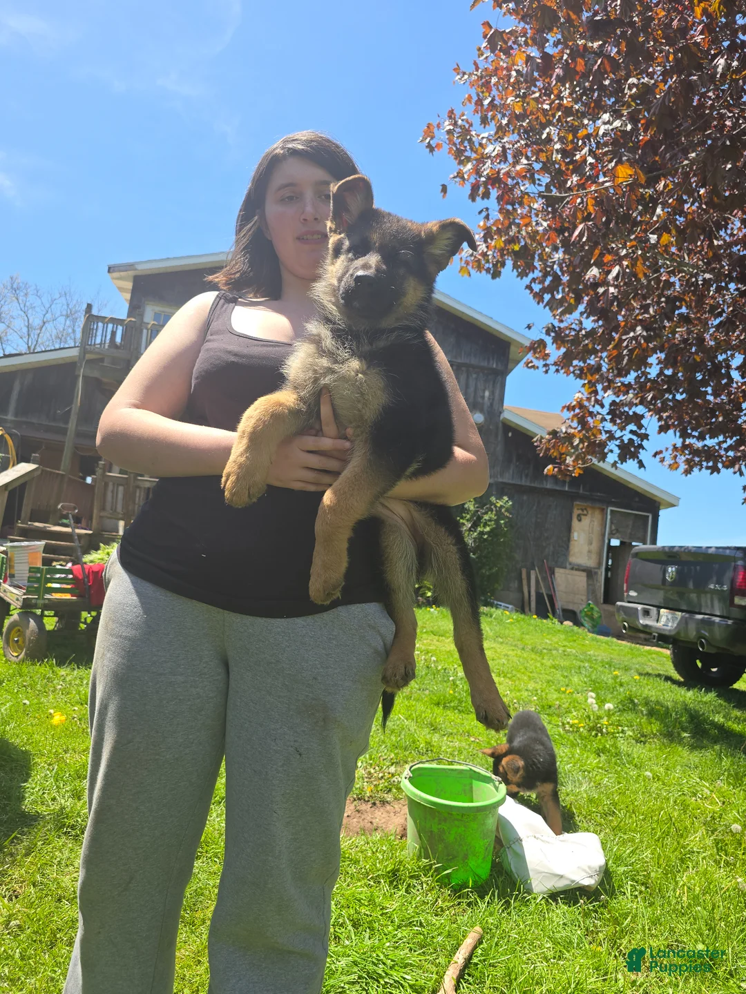 German Shepherd dogs for sale: German Shepherd Puppy 1 - Ad 3