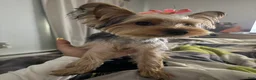 Yorkshire Terrier dogs for sale: Yorkshire Terrier 1 - Ad 2