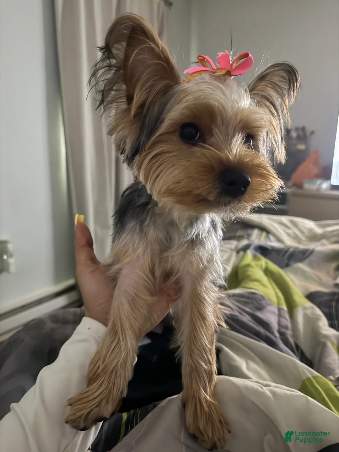 Yorkshire Terrier dogs for sale: Yorkshire Terrier 1 - Ad 2
