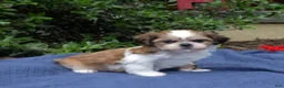 Shih Tzu dogs for sale: Cherry - Ad 5