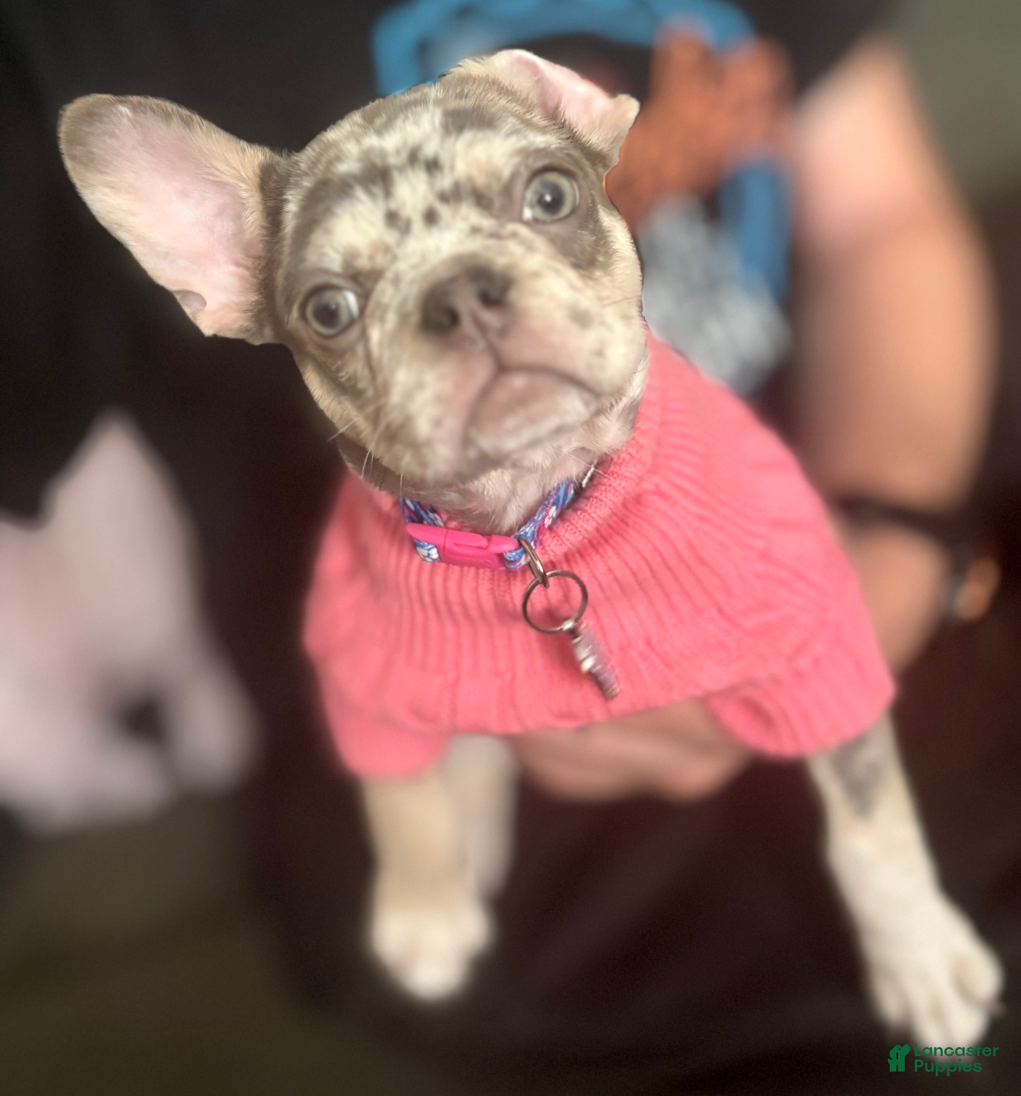 French Bulldog dogs Violet  - Ad 38