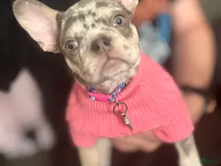 French Bulldog dogs Violet - Ad 38