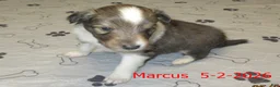 Shetland Sheepdog dogs for sale: Marcus Male - Ad 3