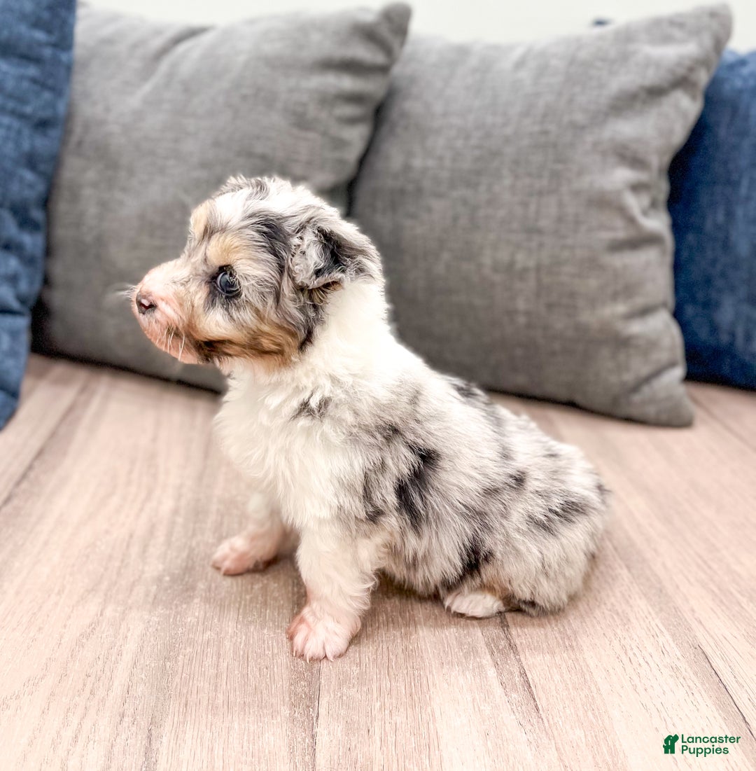 Aussiedoodle dogs for sale: Hazel - Ad 3