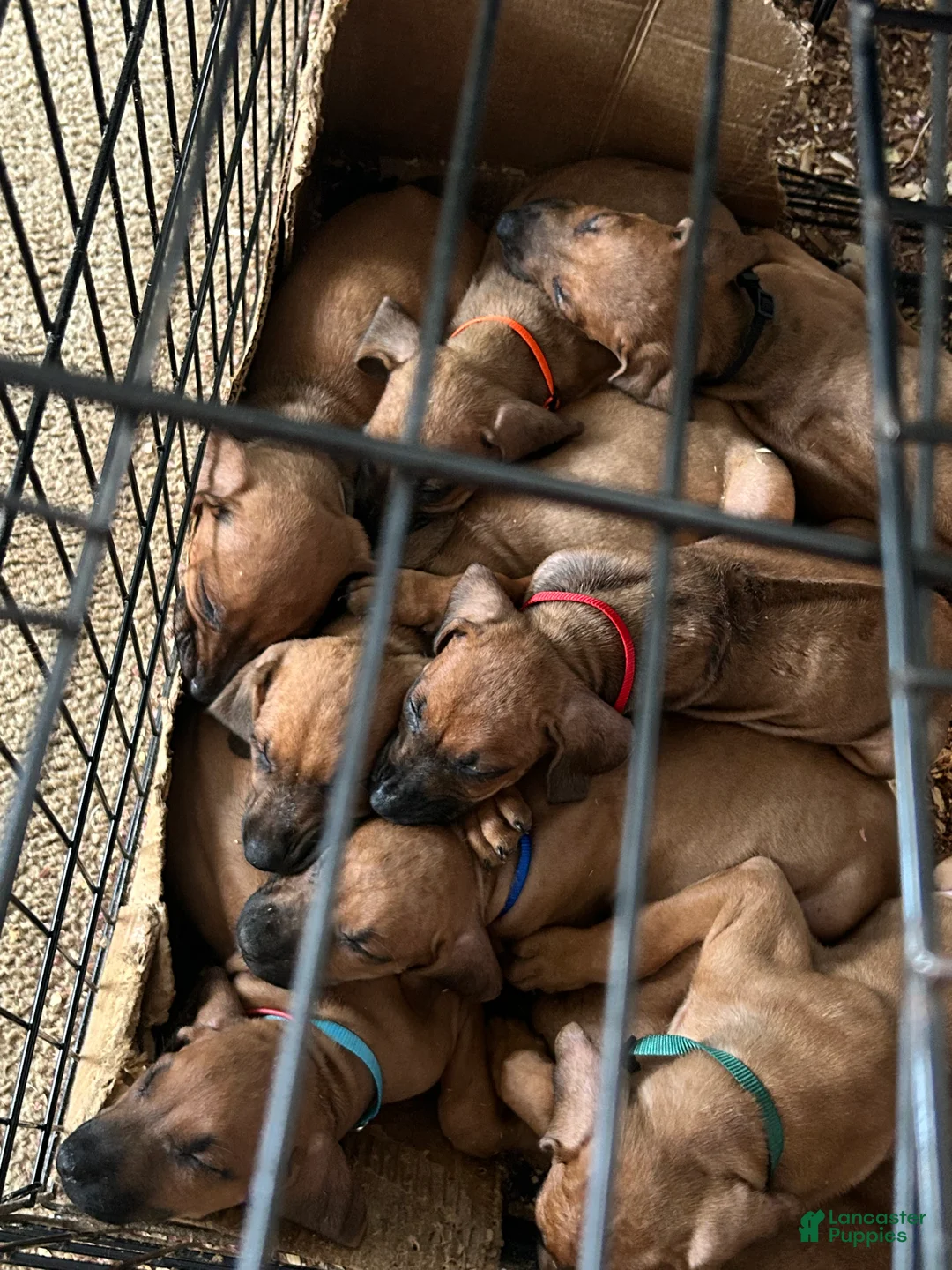 Rhodesian Ridgeback dogs for sale: Rhodesian Ridgeback Puppy 1 sky blue collar - Ad 33