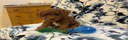 Jackapoo dogs for sale: Jasper - Ad 3