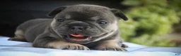 French Bulldog dogs for sale: Mia French Bulldog  - Ad 3