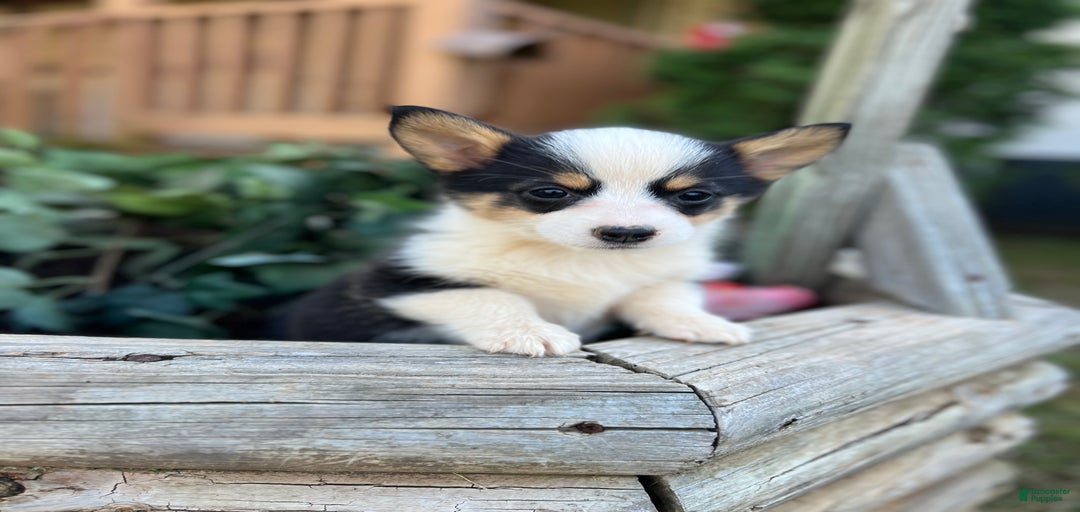 Gallery Image {{count}}