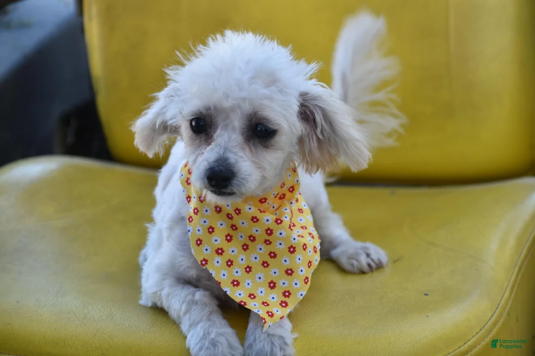 Bichpoo dogs for sale: Bichpoo 1 - Ad 4
