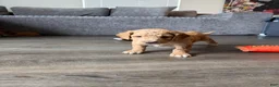 Goldendoodle dogs for sale: Waffle - Ad 4