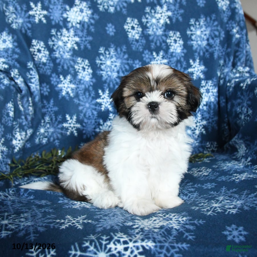 Shih Tzu dogs Kaleb - Ad 1