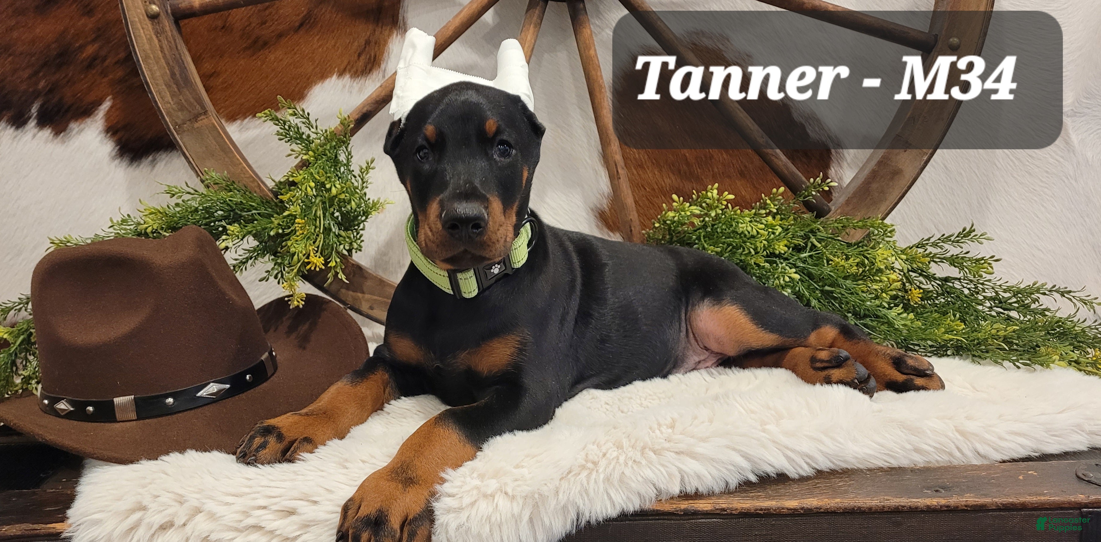 Doberman Pinscher dogs TANNER - Ad 2