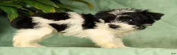 Yorkiepoo dogs for sale: Ringo - Ad 9