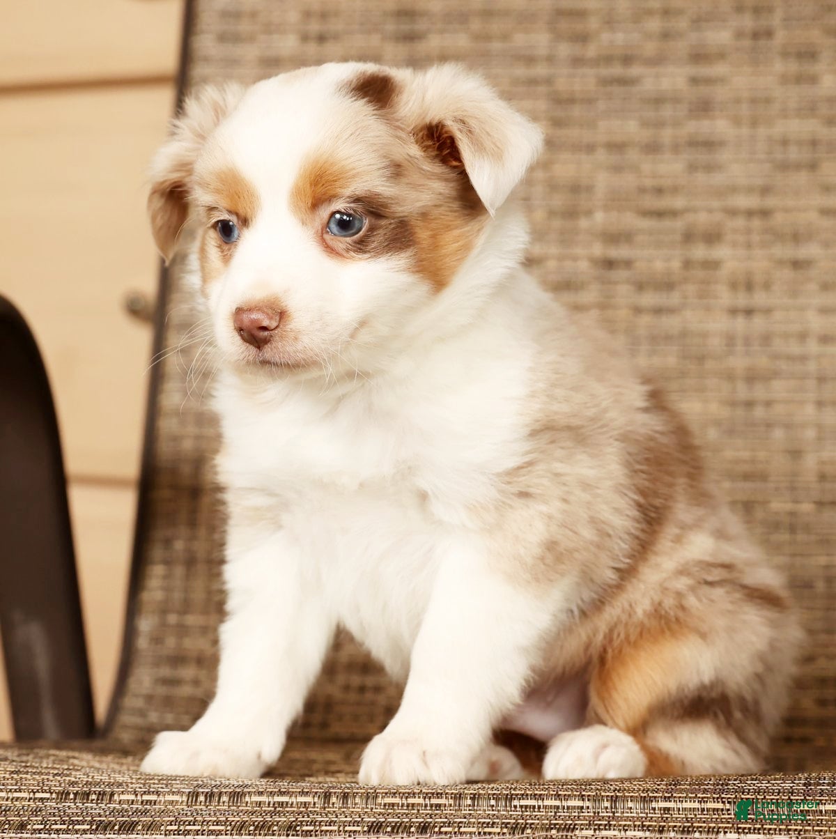 Miniature Australian Shepherd dogs Copper - Ad 2