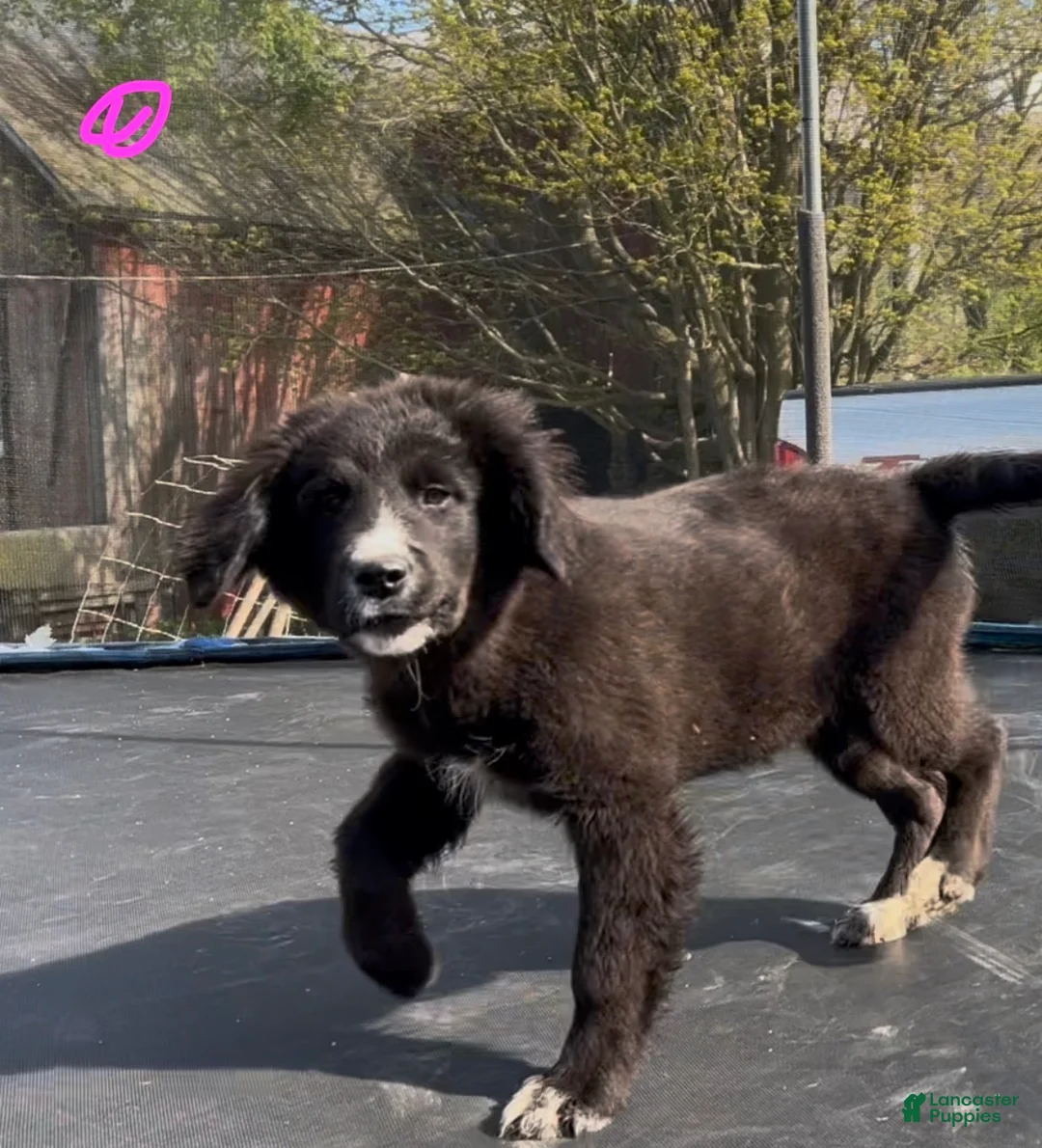 Mixed Breed dogs for sale: Raven  - Ad 3
