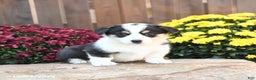 Welsh Corgi Pembroke dogs for sale: Honey - Ad 2